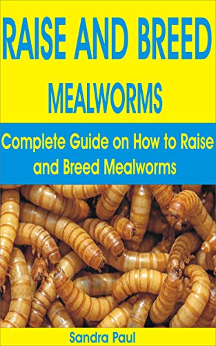 Mealworms Facts Animals Momme