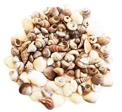 8 oz (800+) Tiny Indian Ocean Shell Mix Mini Shells 1/4