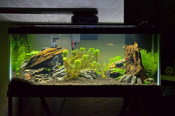live aquarium hornwort foxtail plant Stem 7 (B0CRJWYLZT) Amazon Price History, Amazon Price Tracker