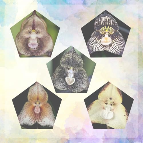 affenkopf orchidee - winterharte exotisch outdoor stauden 50samen