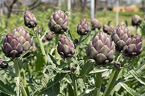 OstroVit Artichoke Extract 100g