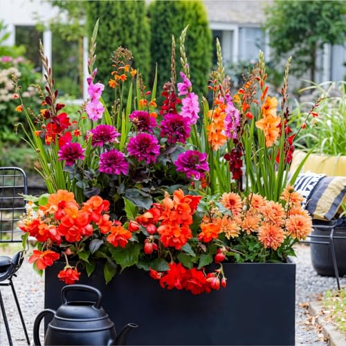 Bulbos de Flores de Verano Colorido Сontainer - 25 Piezas - Gladiolos/Dalias/Begonias/Crocosmia - Plantas Naturales de Holanda - Plantas de Exterior Resistentes - Sin Semillas, No Artificiales