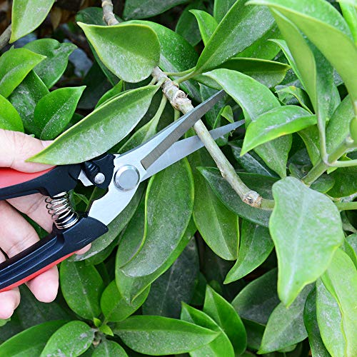 J&D Garden Pruning Set, Professional Hand Pruners Bypass Pruners Cutter Secateurs Pruning Shears Flower Shears Hedge Shears Scissors for Garden Lawn Work, Stainless Steel Blade Spring Lock, 3 Pcs 6 J&D Garden Pruning Set, Professional Hand Pruners Bypass Pruners Cutter Secateurs Pruning Shears Flower Shears Hedge Shears Scissors for Garden Lawn Work, Stainless Steel Blade Spring Lock, 3 Pcs - Image 6