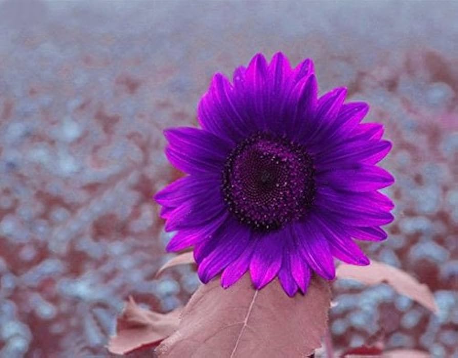 Glamaours 50pcs Purple Rare Sunflower Mixed Seeds Bonsai