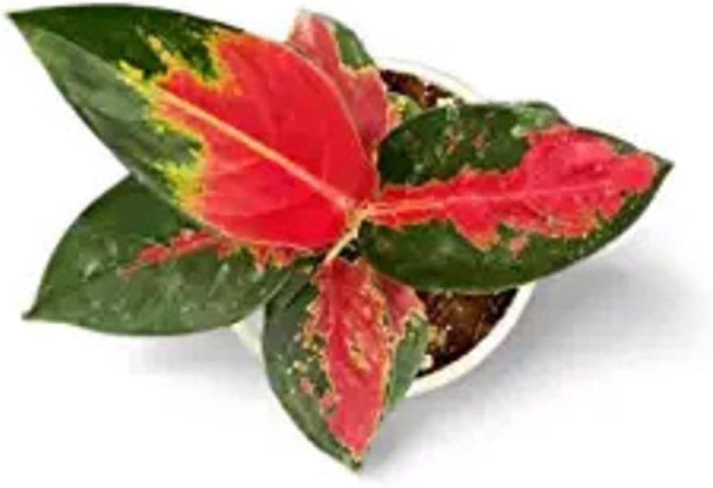 Garden Art Live Aglaonema Easten Red Plant | Natural Indoor & Outdoor Plant With Grower's Pot