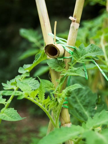 Tomatenstab Tonkinstäbe Pflanzstäbe Stab Bambusrohre - 120cm 25 Stck