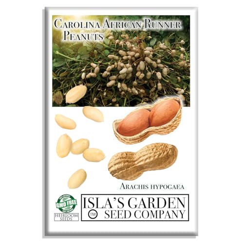 Carolina African Runner Peanut Seeds for Planting 20 Heirloom Non-GMO Seeds by Islas Garden Seeds Historic & Flavorful Variety Used for Growing in Home Gardens Easy to Grow Great Gardening Gift
