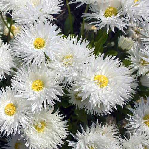 Crazy Daisy Shasta Daisy Seeds ~ 0.25 Oz – Unique Frilly White Blooms | Leucanthemum x superbum | Perennial | Deer & Rabbit Resistant | Pollinator Friendly | 2nd Year Maturity | Easy to Grow