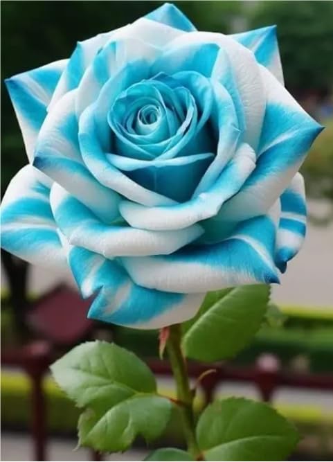 Eleganza Bulbi di Rosa - Perenne, Colori vivaci, Bassa Manutenzione, Decorazione d'Interni-5 Bulbi-H