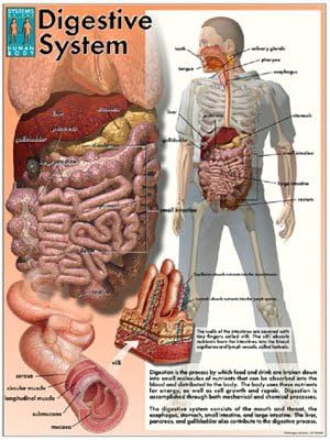 Systems of the Human Body Poster Series - Laminated