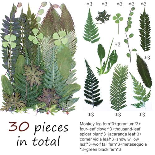 30 piezas hojas verdes prensadas para arte y manualidades miniatura 2