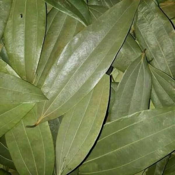 THE GREEN VIEW GARDENS Tej Patta, Indian Bay Leaf Plant/ / 1 Healthy