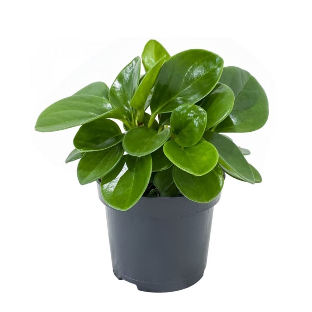 OhhSome Gardening Plant Peperomia Obtusifolia Green, 10 Cm Pot Dwarf Rosette-Forming (Gardening Healthy Live Plant) (B09WRFFNDG) Amazon Price History, Amazon Price Tracker