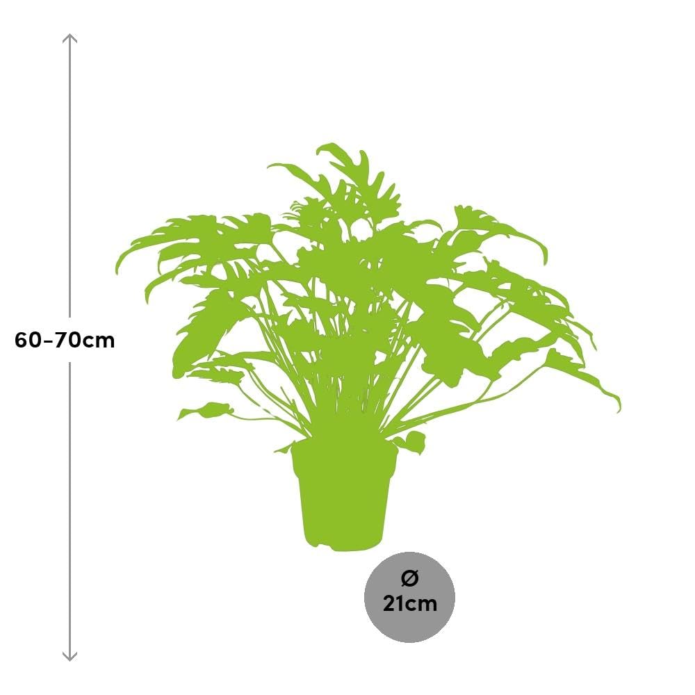 magenta dracaena plant Dracaena marginata 'Magenta' 4"  Quartz Botanicals