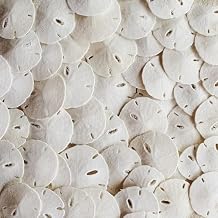 Tumbler Home Real Sand Dollars 1.25" - 1.5" Inch 30 Pack, Natural White Sand Dollars for Crafts, Bulk Florida Sanddollar Shells for DIY Crafts, Beach Wedding Decor, Nautical and Coastal Room Decor
