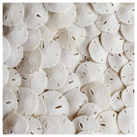 Natural White Sand Dollars for Crafting