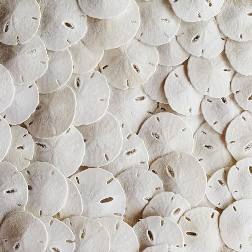 Real Sand Dollars for Crafts Bulk Florida Sanddollar Shells 30 pack