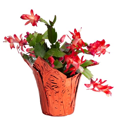 Costa Farms Christmas Cactus Live Plant in...