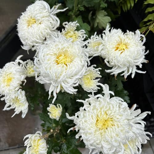 semi di crisantemo - tappezzanti resistenti giardino perenni 550pcs