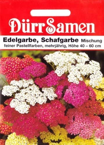 tatsoi saatgut Tatsoi Samen | Kaufen deine Samen hier