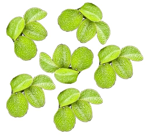 Salvinia Minima 6 Plants Live