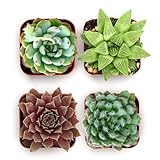 Shop Succulents Echeveria & Rosette Live Succulent Variety Pack – Fully Rooted 2' Potted Plants for Gifts, Favors, DIY Projects, Terrariums, Home Décor, and Garden Arrangements, 4 Pack