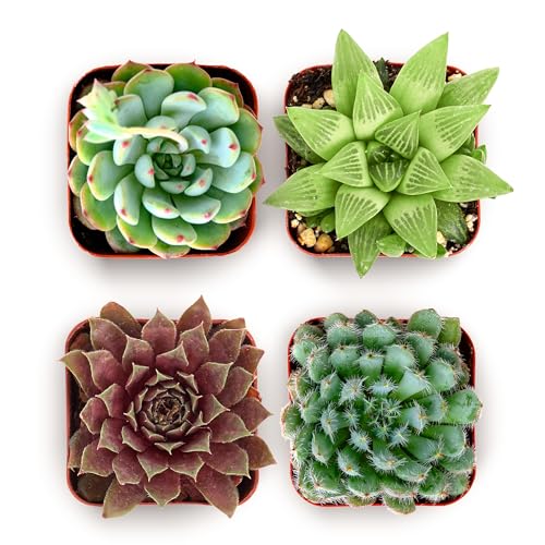 Shop Succulents Echeveria & Rosette Live Succulent Variety P...