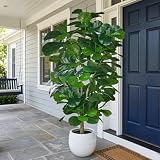 VECELO Artificial Fiddle Leaf Fig Tree 6FT(71in), Tall Fake Floor Plants with 150 Large Realistic Leaves in Plastic Pot for Indoor Outdoor Living Room Home Decor