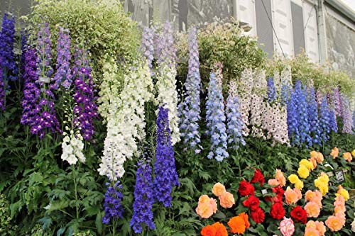Seeds Giant Rocket Larkspur Delphinium High Tall Mix Flower Annual Outdoor Cut For Planting Non Gmo #TOP1