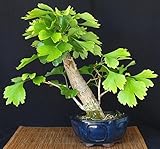 Tipo de unidad: pieza Peso del paquete: 0,02 kg (. 0,04lb) Tamaño del paquete: 2 cm x 2 cm x 2 cm (0.79in x 0.79in x 0.79in x 0.79in) Tipo de producto: Bonsai Tamaño: Pequeño Climate: Temperatura aplicable. Constellación: Tauro. Estilo: vivo. Número de modelo: Yinxing. Período completo floración: Clasificación de verano: román. Tipo de planta: plantas leñosas. Uso: maceta. Función: interés lugar: Corte Dificultades cultivadores: muy fácil variedad: ginkgo.