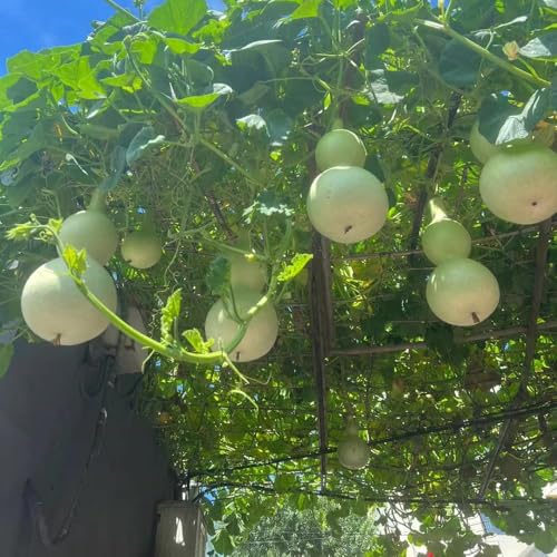 semillas de calabaza de botella semillas decorativas jardín camas elevadas para jardín, 100pcs