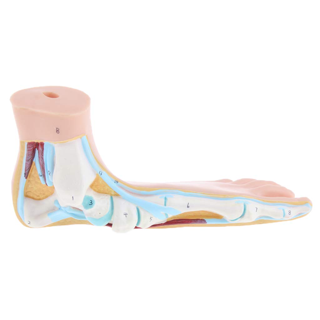 B Baosity Modèle De Pied Humain Modèle De Muscle De Paume De La Jambe De La Voûte Plantaire Anatomie 1: 1