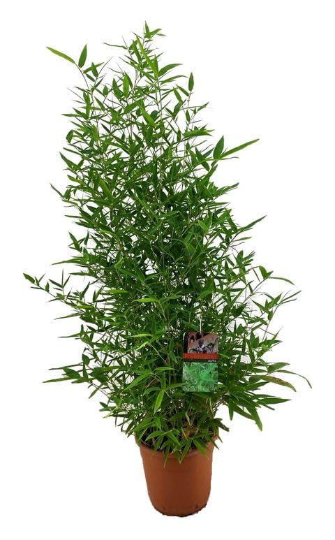 Bambú XL Planta Resistente para el Exterior - Bamboo Phyllostachys Natural - DECOALIVE