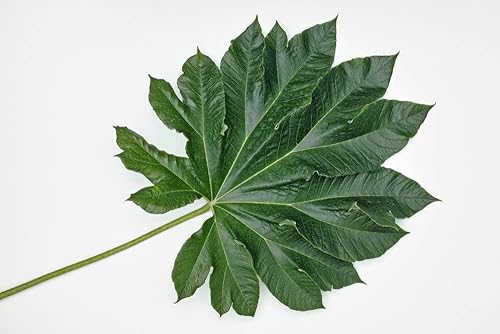 Semillas gigantes de papel de arroz para cultivar 5 semillas - Papirifer Tetrapanax Semillas gigantes de papel de arroz para cultivar 5 semillas - Papirifer Tetrapanax