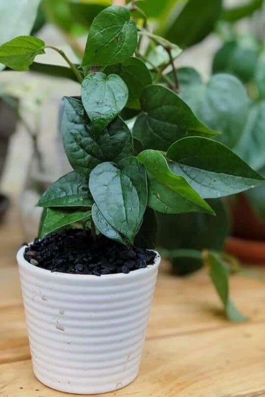 Cloud Farm Betel Leaf/Banarasi Maghai Paan Rare Healthy Live Plant, Medicinal Herb Pack of 1 CF_11