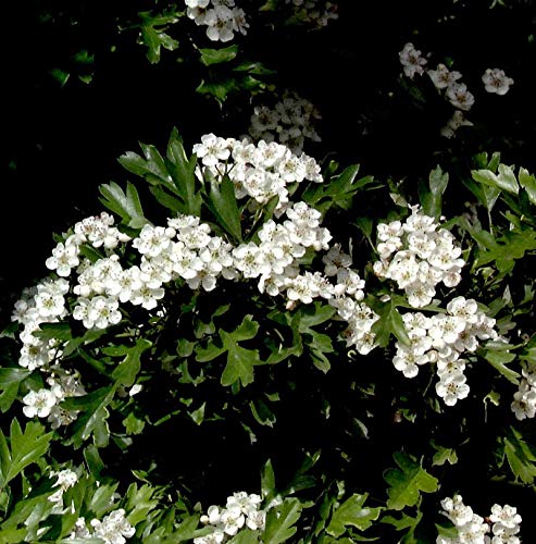 Hochstamm Kugel Zwerg Weißdorn 60-80cm - Crataegus monogyna - lebende Gartenpflanze aus den Baumschulen