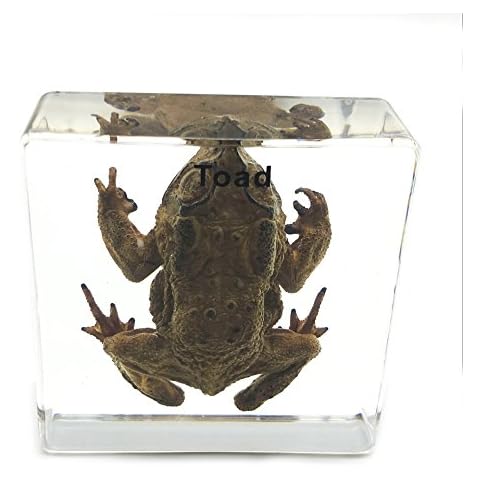 Toad Specimen Paperweight Science Education Specimens Cover