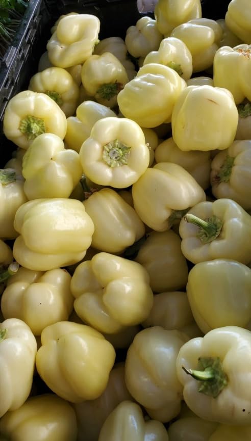 1 Pack of 15 SEEEDS White Diamond Bell Pepper