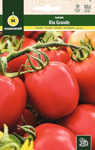 Mascarell Semillas, TOMATE, Semillas Huerto, TOMATE RIO GRANDE, Crea tu Propio Huerto Urbano y Cultivo en Casa, Plantas Hortícolas, 1 Gramos