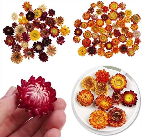 Natural Dried Daisy Flowers Heads - 30~40 Pcs Gerbera Daisies Faux Sunflowers Chrysanthemum, Dry Flower Arrangements For Wedding Decor, Home Party Decoration And Diy Craft (Multi Colors) #TOP4