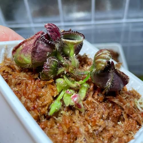 10 Stk. fleischfressende Pflanzen Zwergkrug Samen