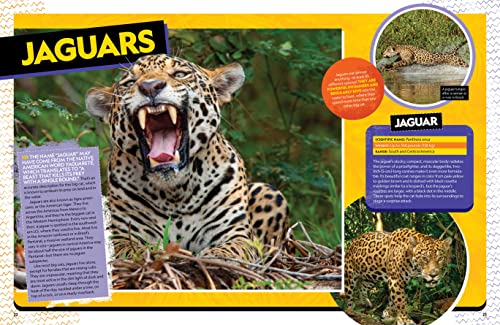 The Ultimate Book of Big Cats: Your guide to the secret lives of these fierce, fabulous felines (National Geographic Kids) - Image 2