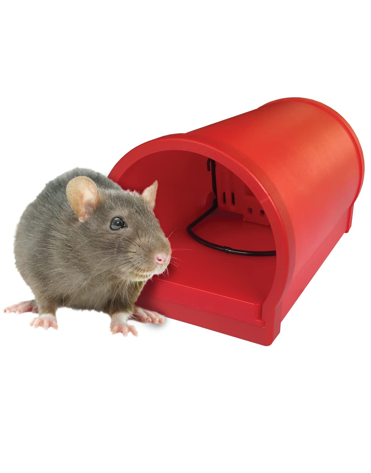 値下げ‼️RATS 71y3f3vuEiL._UF894,1000_QL80_.jpg