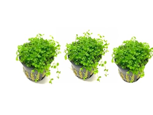 Marcus Fish Tanks 3X Micranthemum Monte Carlo Pots
