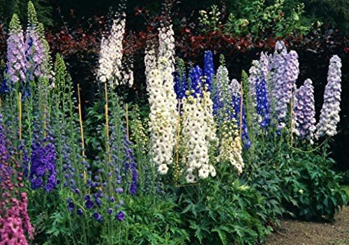 Seeds Giant Rocket Larkspur Delphinium High Tall Mix Flower Annual Outdoor Cut For Planting Non Gmo #TOP7