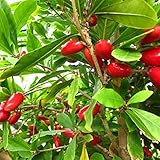🍌【Interior o exterior】Las variedades cuidadosamente seleccionadas se pueden plantar fácilmente en la cocina, el interior de la entrada o el exterior del jardín. Si tienes un pequeño invernadero o Yangqi puedes plantar en invierno.