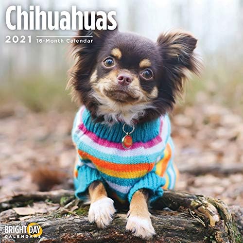 Amazon Bright Day Calendars 21チワワの壁カレンダー 明るい日 12 X 12インチ かわいい犬の子犬 アダルトカレンダー 文房具 オフィス用品