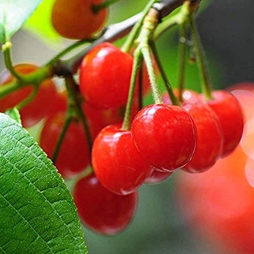 20 Pezzi Di Semi Di Ciliegio Ciliegio Semi Di Alberi Da Frutto Rari Adatti Per La Semina Del Giardino Di Casa