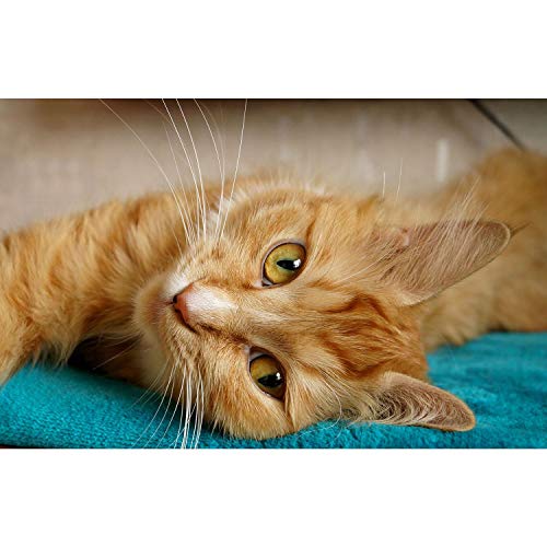 Affiche chat roux tigré grand format pour masquer un mur vide facilement