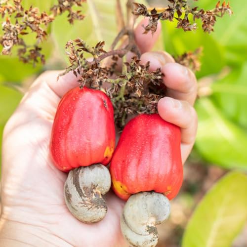 Semillas de anacardo - Semillas de resistentes Anacardio occidental - Las perennes son perennes resistentes 3pcs
